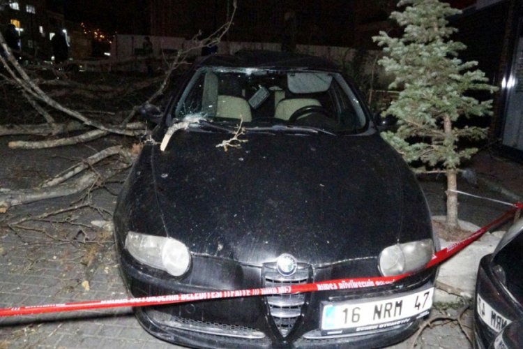 Bursa'da lodos çınar ağacını devirdi