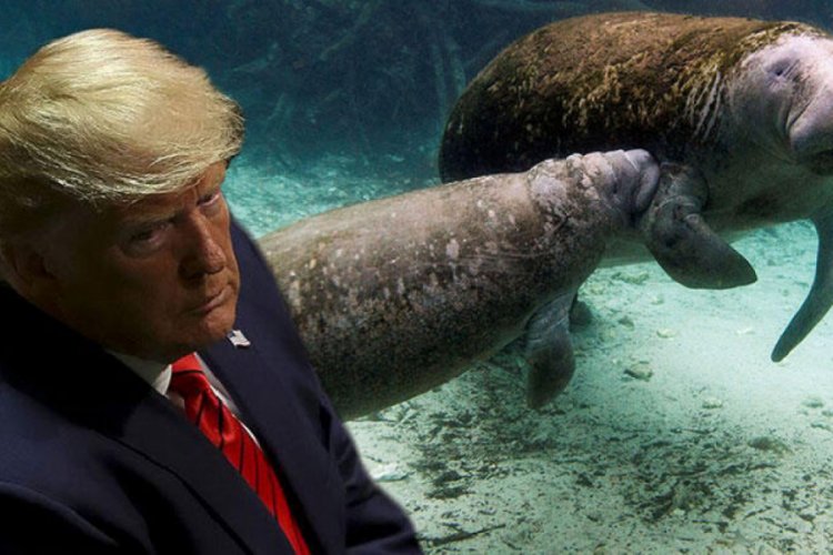 Deniz ineğine Trump'ın adını yazdılar