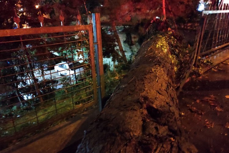 İstanbul Beşiktaş'ta asırlık ağaç devrildi