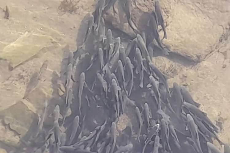 Debisi düşen Kızılırmak'ta binlerce balık, köprü altındaki gölette toplandı