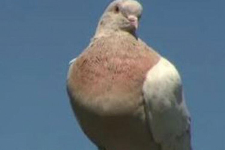 Avusturalya'ya 13 bin km yoldan gelen güvercin telef edilecek