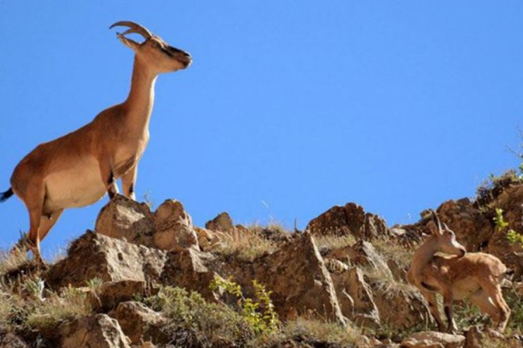 Tunceli'de 8 yaban ke&ccedil;isi i&ccedil;in su&ccedil; duyurusu