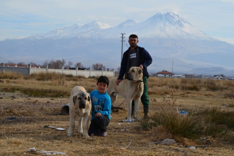 'Aksaray malaklısı' almak isteyenlere 6 ay sonra i&ccedil;in g&uuml;n veriliyor