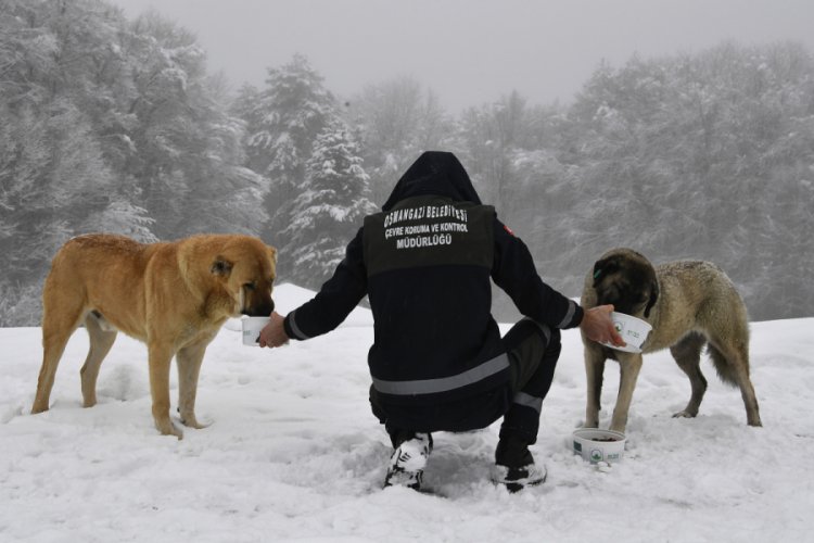 Bursa'da yavru köpekler donmaktan kurtarıldı