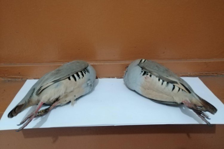 Ka&ccedil;ak keklik avcıları jandarmaya yakalandı