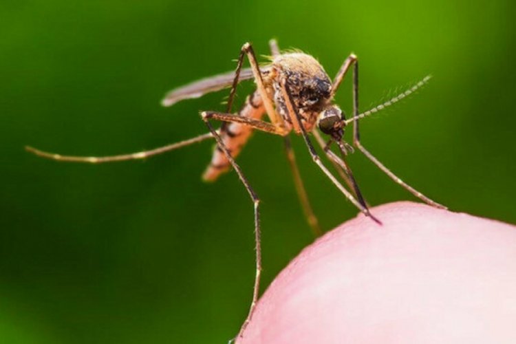 Sivrisineğin koklama duyusundan kanser dedektörü geliştirdiler!