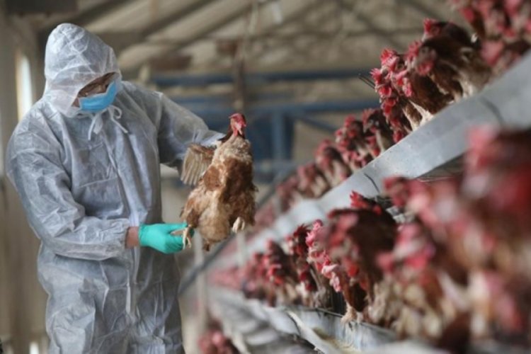 Japonya'da 5.8 milyon tavuk itlaf edildi