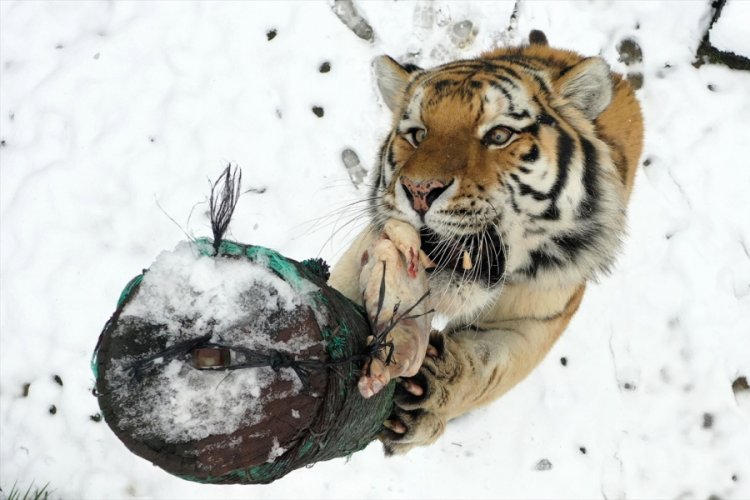 Bursa Hayvanat Bahçesi'nde karda beslenme keyfi