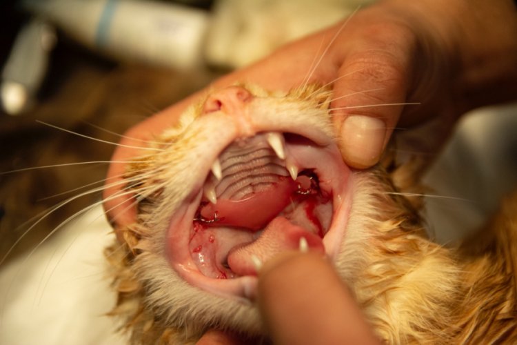 Balkondan düşen kedi Bursa'da protez damakla sağlığına yeniden kavuştu