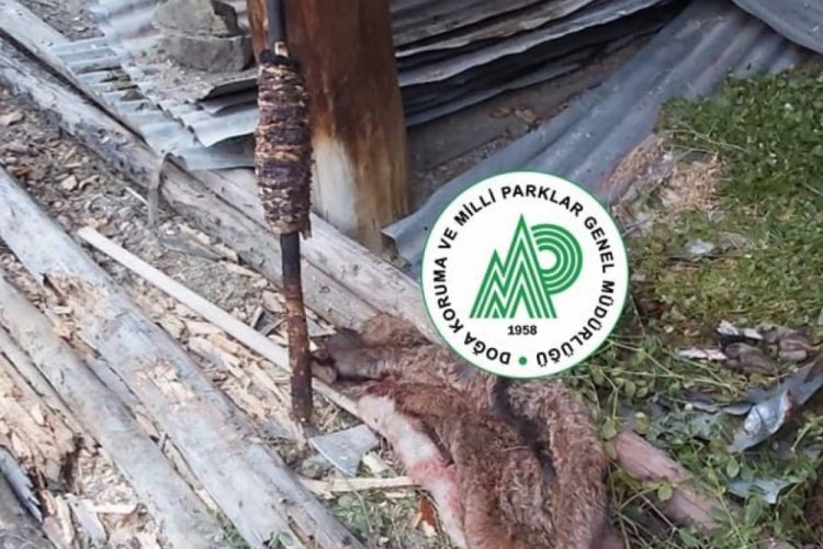 Avladıkları yaban ke&ccedil;isini d&ouml;ner yapıp yerken yakalandılar