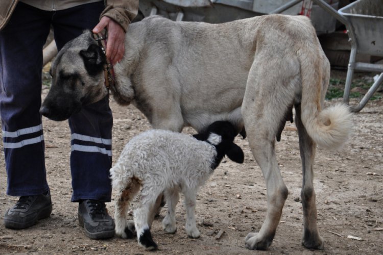 Kangal köpeği, kuzuya annelik yapıyor