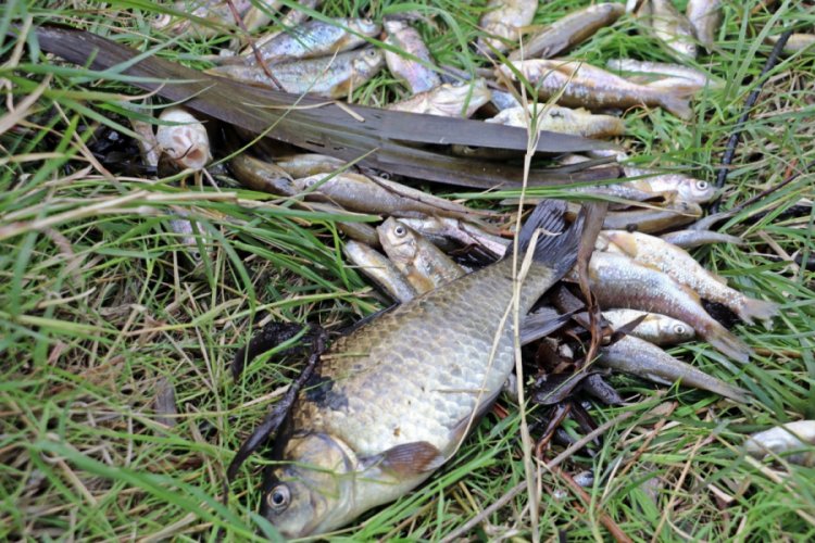 Antalya'da balık ölümleriyle ilgili 10 işletme kapatıldı