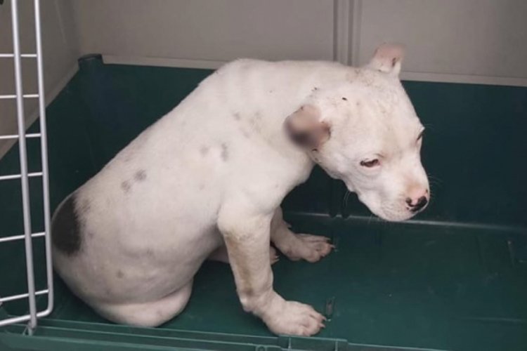 K&ouml;peğinin kulaklarını kesen kişiye 11 bin 467 lira ceza