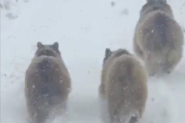 Kış uykusundan uyanan ayılar görenleri şaşırttı