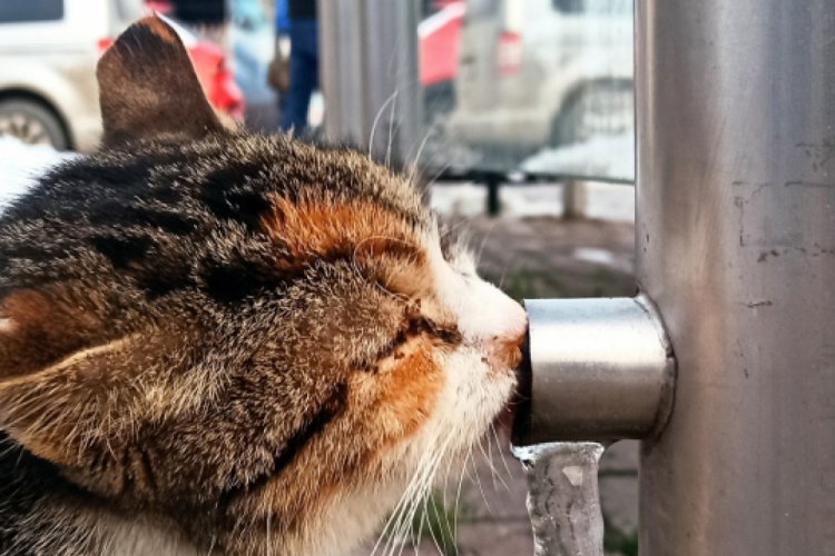 Bursa'da sokak hayvanları için çağrı: "Onları görmezden gelmeyelim"