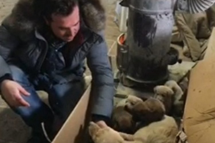 Bursa'da sokak köpeği ile 6 yavrusunu donmaktan kurtarıp, sahiplendi