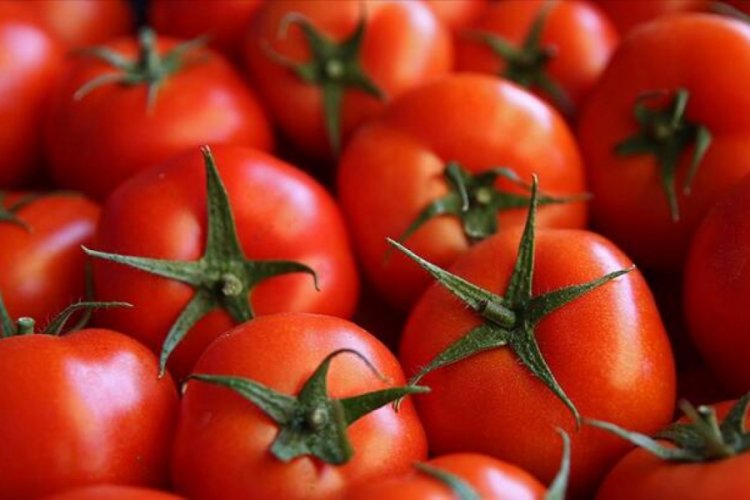 Rusya'nın domates ihracatına uyguladığı kota 250 bin tona yükseltildi
