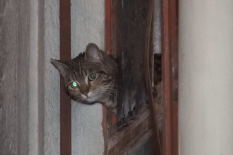 Bursa'da iş yerinde mahsur kalan kediyi itfaiye kurtardı