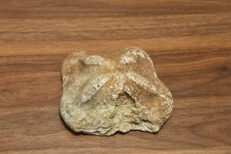 Çanakkale'de deniz yıldızı fosili ele geçirildi