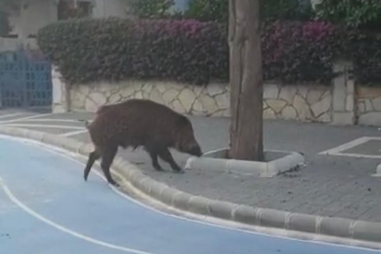 Yaban domuzu Marmaris sokaklarında korkusuzca gezdi