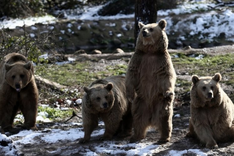 Kış geldi, Bursa'daki ayıların yine uykusu gelmedi
