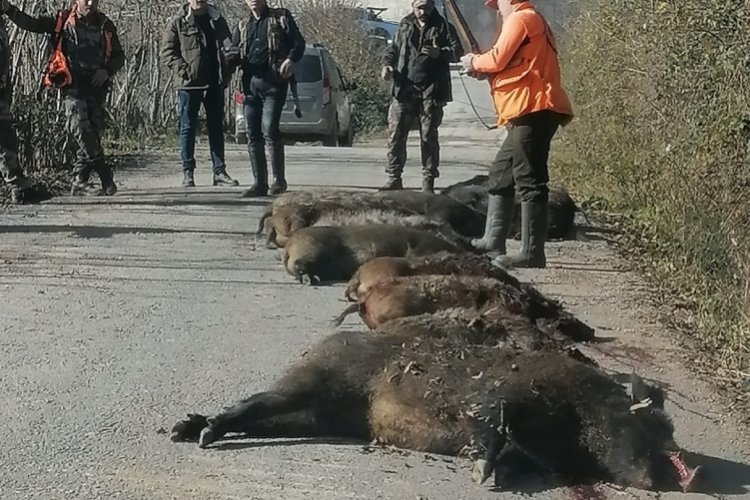 Fatsa'da dev domuzlar avlandı