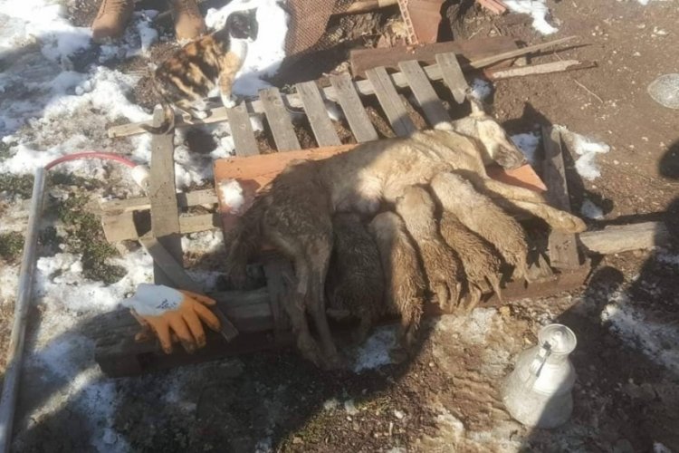Bursa'da enkaz altında kalan anne köpek ve 5 yavrusunu itfaiye kurtardı