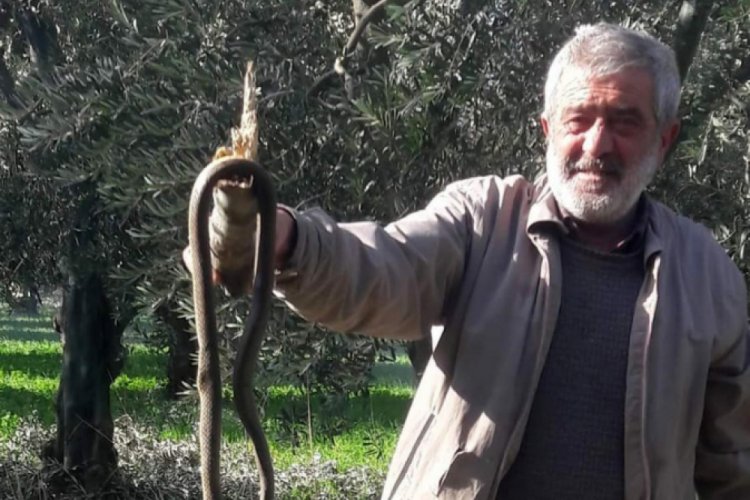Bursa'da kış ayında ortaya çıkan yılan korkuttu
