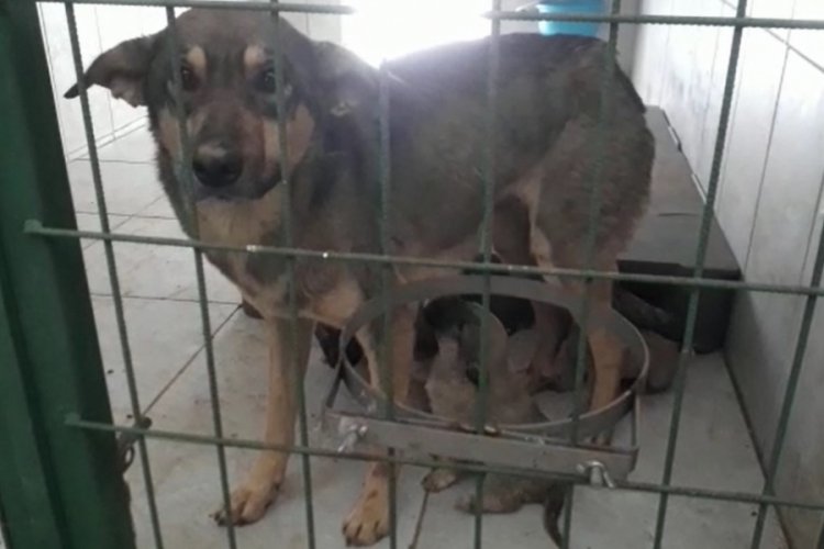 Bursa'da enkaz altından kurtarılan köpek ile 5 yavrusu sağlığına kavuştu