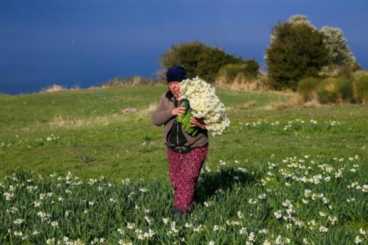 Karaburun Yarımadası'nda yetişiyor: Taleplere yetişemiyorlar
