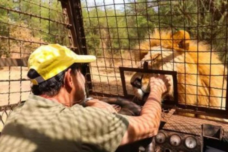 Aslanları yakından g&ouml;rebilmek i&ccedil;in 'kafese' giriyorlar