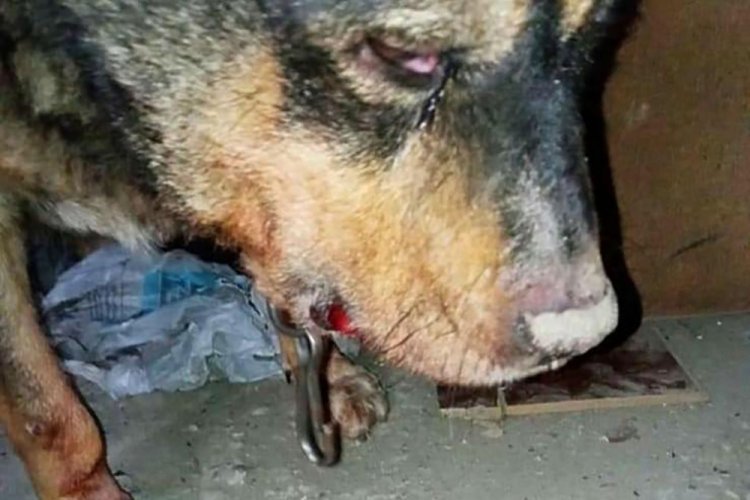 Bah&ccedil;esine giren k&ouml;peği sopayla d&ouml;verek &ouml;ld&uuml;rd&uuml;