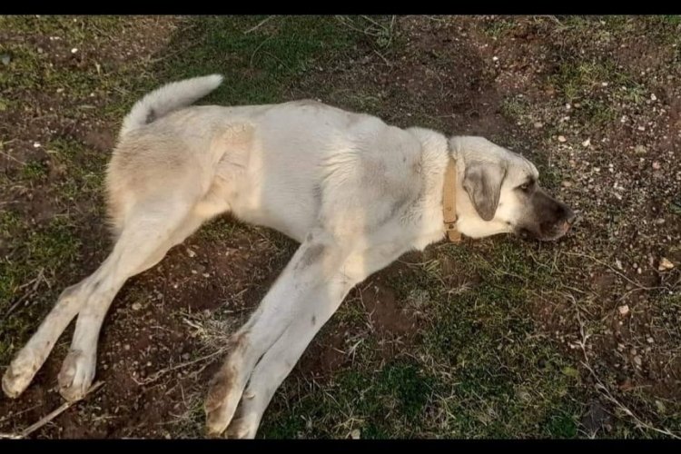 Bursa'da otomobilin çarparak kaçtığı yaralı köpek jandarma tarafından kurtarıldı