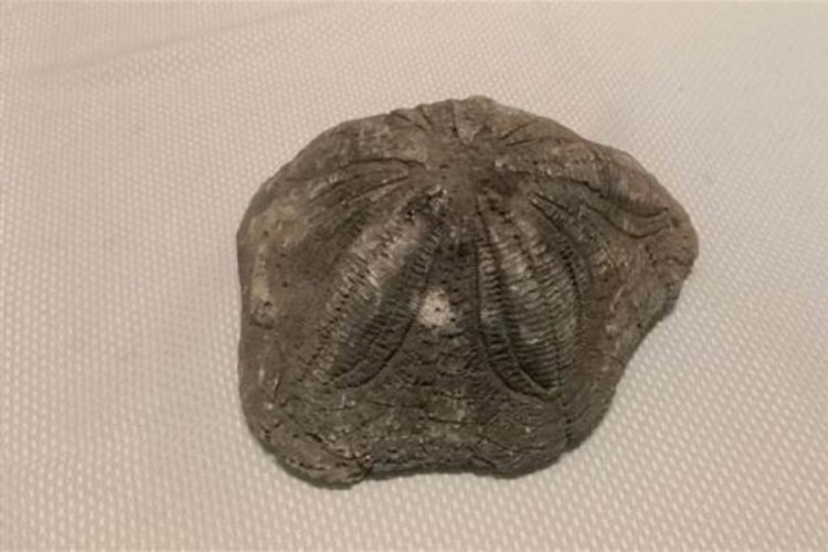 Çanakkale'de deniz yıldızı fosili ele geçirildi