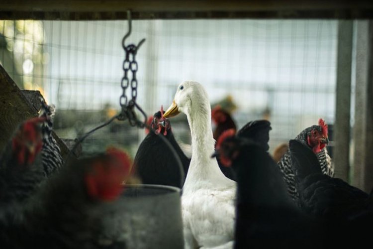 Fransa'da 2 milyona yakın ördek kuş gribi nedeniyle itlaf edildi
