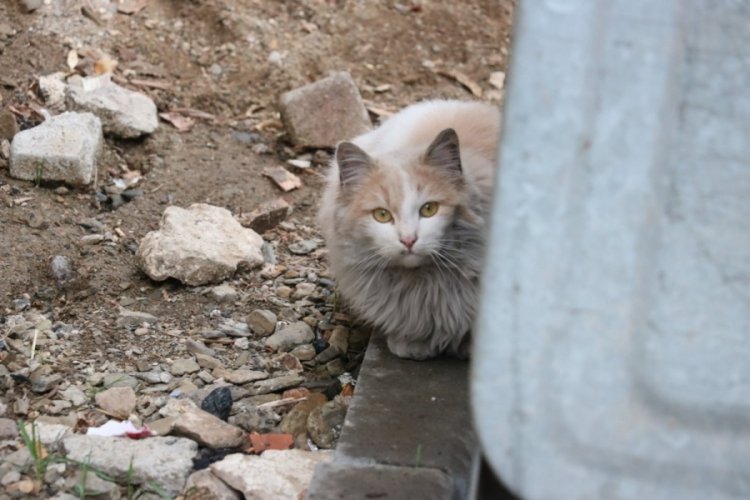 Çatıda mahsur kalan kediyi itfaiye ekipleri kurtardı Güncel Haberler