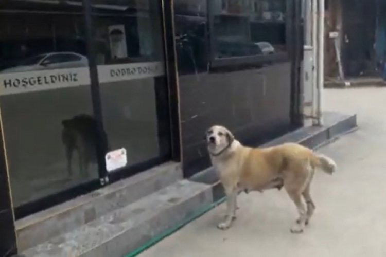 Bursa'da aç kalan sokak köpeğinin börekçiden yiyecek aldığı anlar kamerada