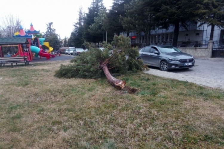 Konya'da şiddetli fırtına ağaçları devirdi