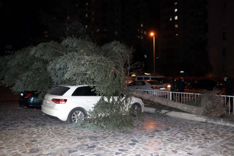 Kayseri'de şiddetli rüzgar ağaçları devirdi