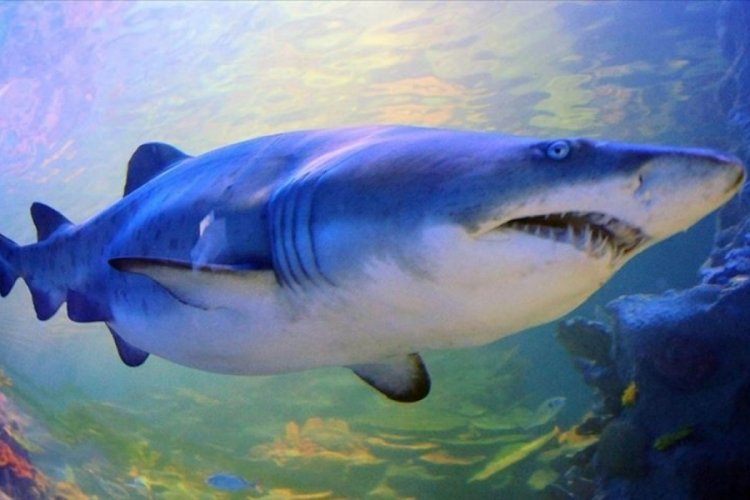 Okyanuslardaki köpek balığı ve vatoz popülasyonu son 50 yılda yüzde 71 azaldı