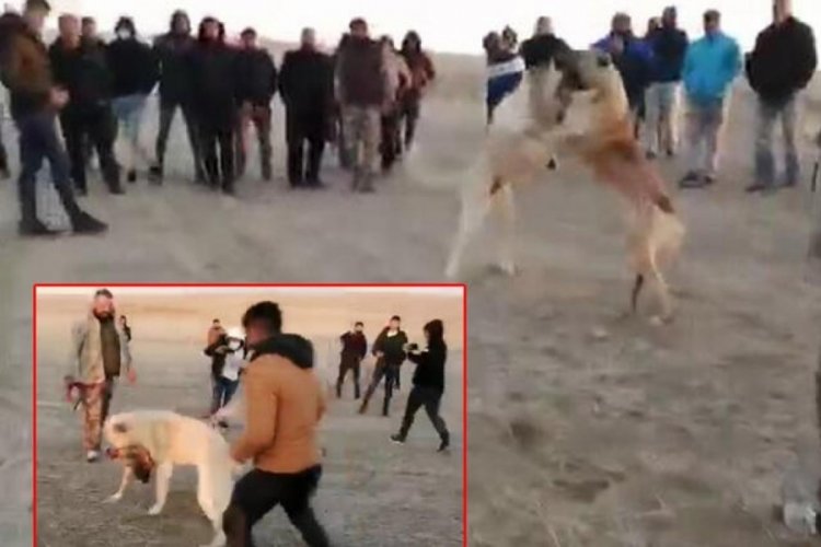 Köpek dövüştüren 5 kişiye 39 bin lira para cezası