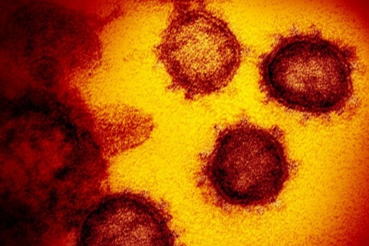 G&uuml;ney Afrika'da ilk kez g&ouml;r&uuml;len varyant ABD'ye sı&ccedil;radı