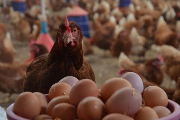Yumurta fiyatlarındaki artışın sebebi yem