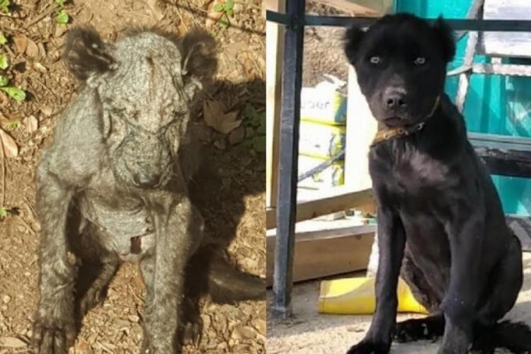 Ormanda &ouml;lmek &uuml;zereyken bulundu! 45 g&uuml;n sonra sağlığına kavuştu