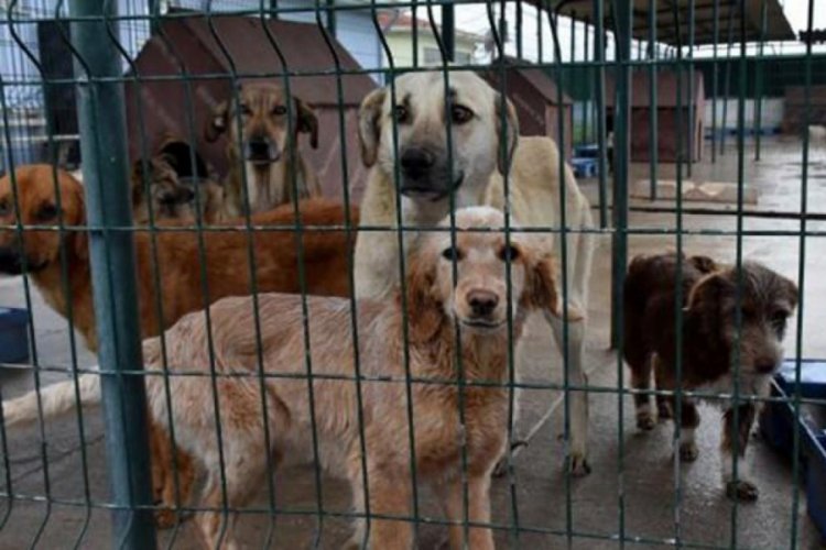 Salgın d&ouml;neminde evcil hayvanlar terk edildi, barınaklarda yer kalmadı
