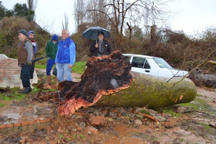 Fırtına 430 yıllık &ccedil;ınar ağacına zarar verdi