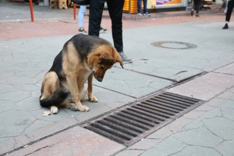 Fenomen k&ouml;pek mazgal n&ouml;betine ara verince esnaf meraklandı