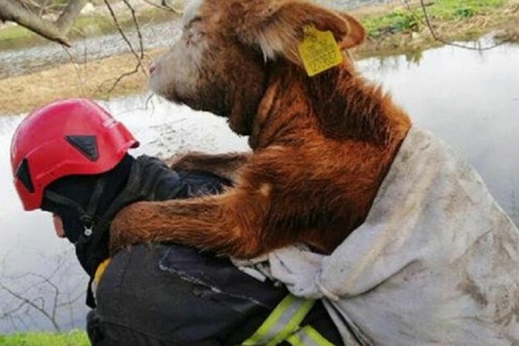 Bal&ccedil;ıktan kurtardığı danayı sırtında taşıdı