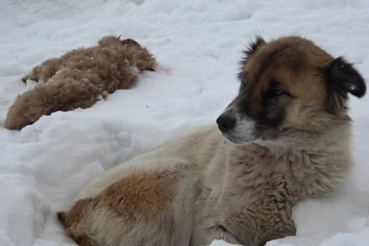 K&ouml;pek, donarak &ouml;len yavrusunun başından ayrılmadı
