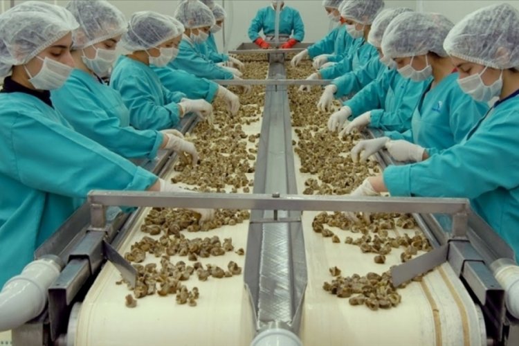 Samsun'dan yapılan hayvansal &uuml;r&uuml;n ihracatı ge&ccedil;en yıl bir &ouml;nceki yıla g&ouml;re arttı